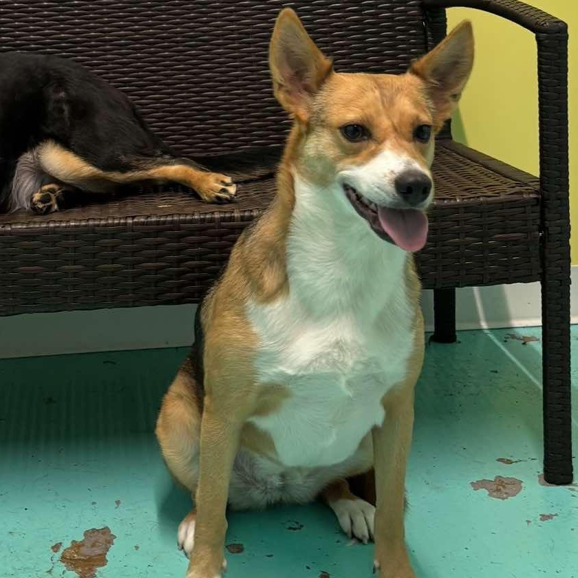 Daisy, Adult Female Collie