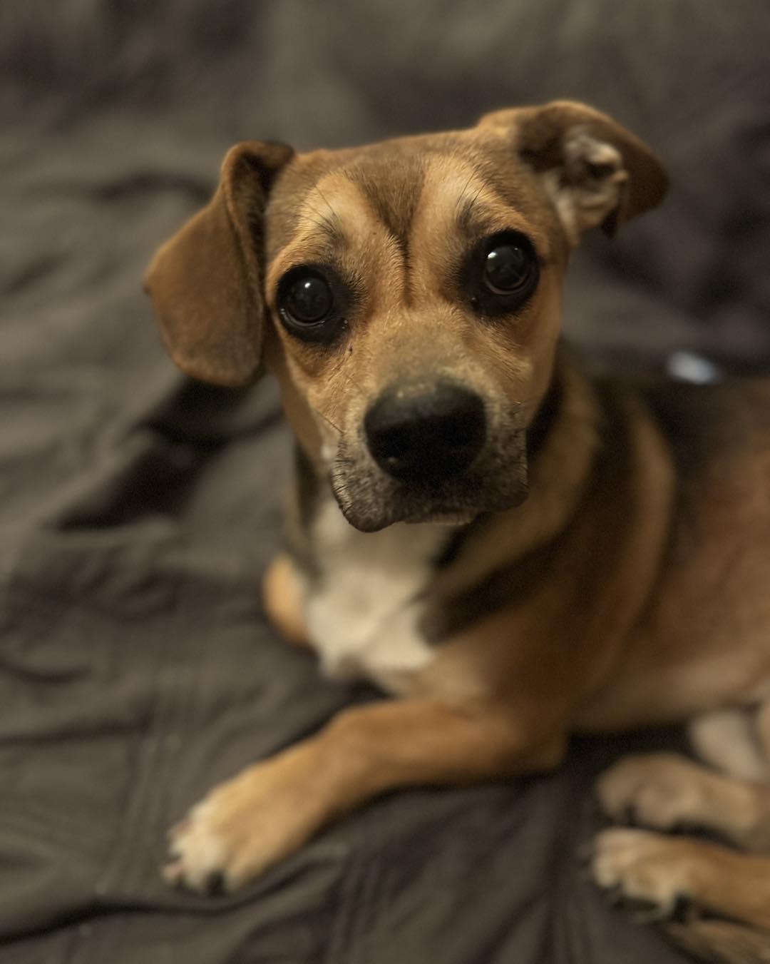 Wolfie, Adoptable, Young Male Dachshund & Puggle.