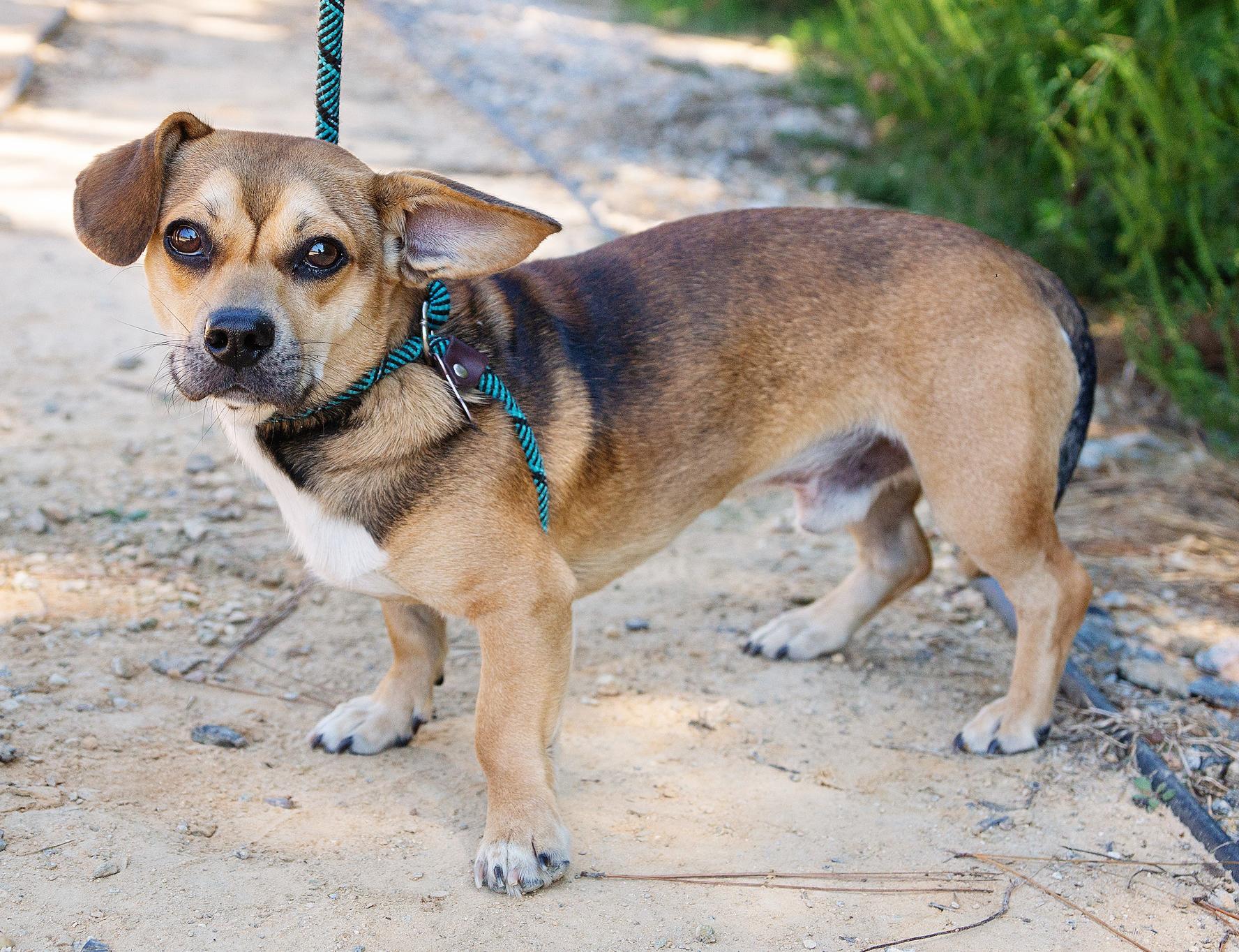 Wolfie, a Adoptable mixed breed in East Point, GA image 3/3