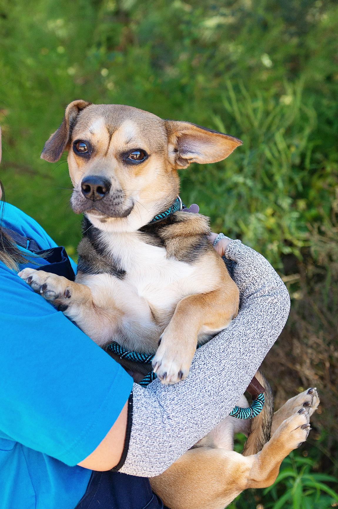 Wolfie, a Adoptable mixed breed in East Point, GA image 2/3