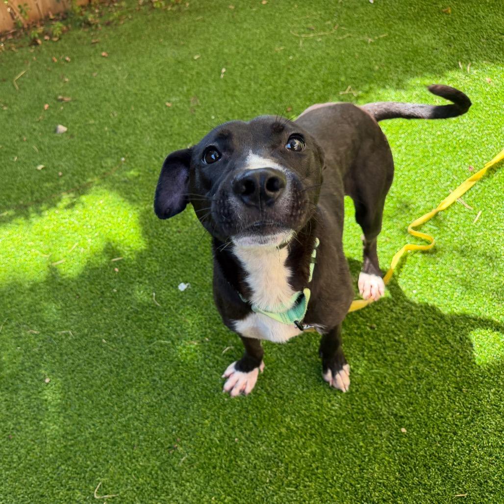 Salamander, Adoptable, Young Male Mixed Breed.