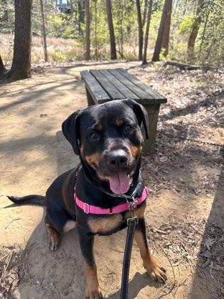 Enlarge Sansa, a Adoptable Rottweiler in Annapolis, MD image 1/1