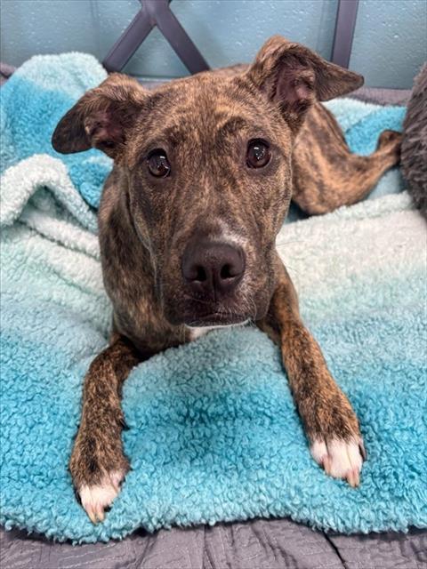 T-BOZ, Adoptable, Young Female Pit Bull Terrier & Mixed Breed.