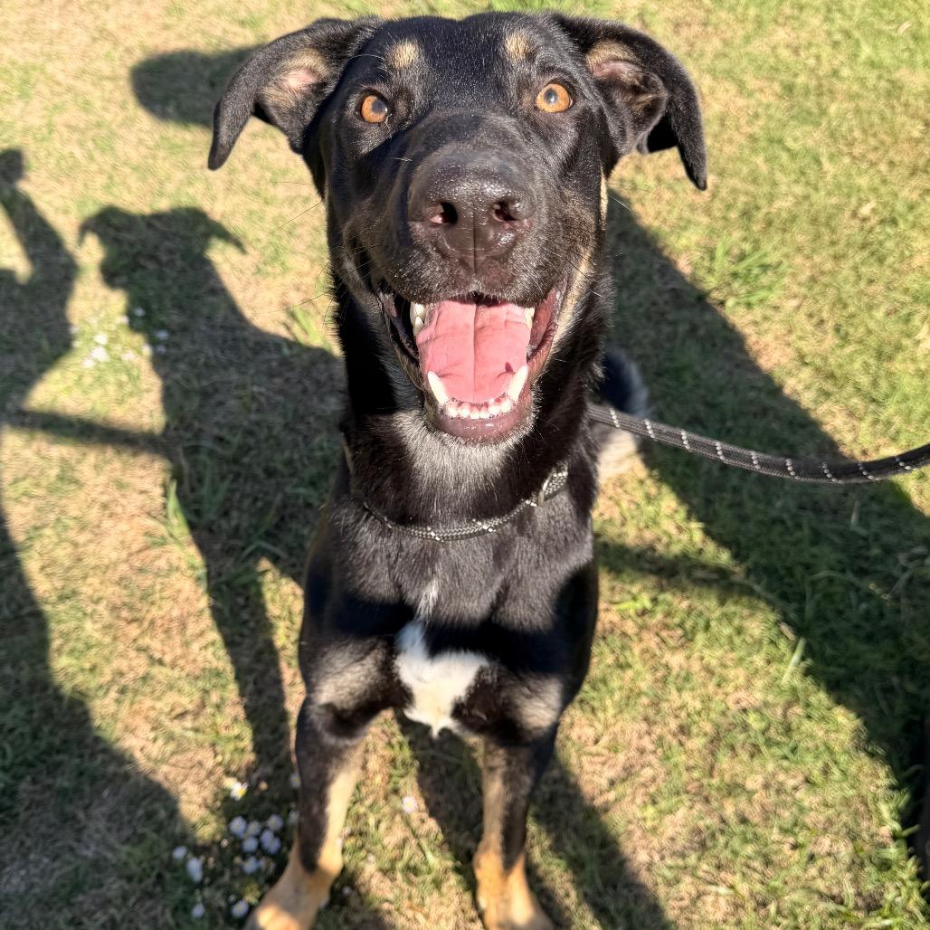 Choso, Adoptable, Adult Male Black Labrador Retriever & Mixed Breed.