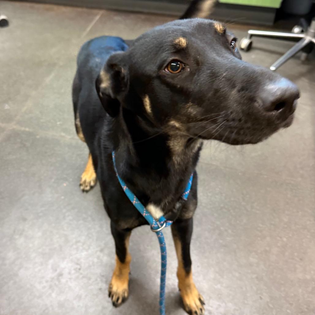 Enlarge Choso, a Adoptable mixed breed in Norman, OK image 2/2