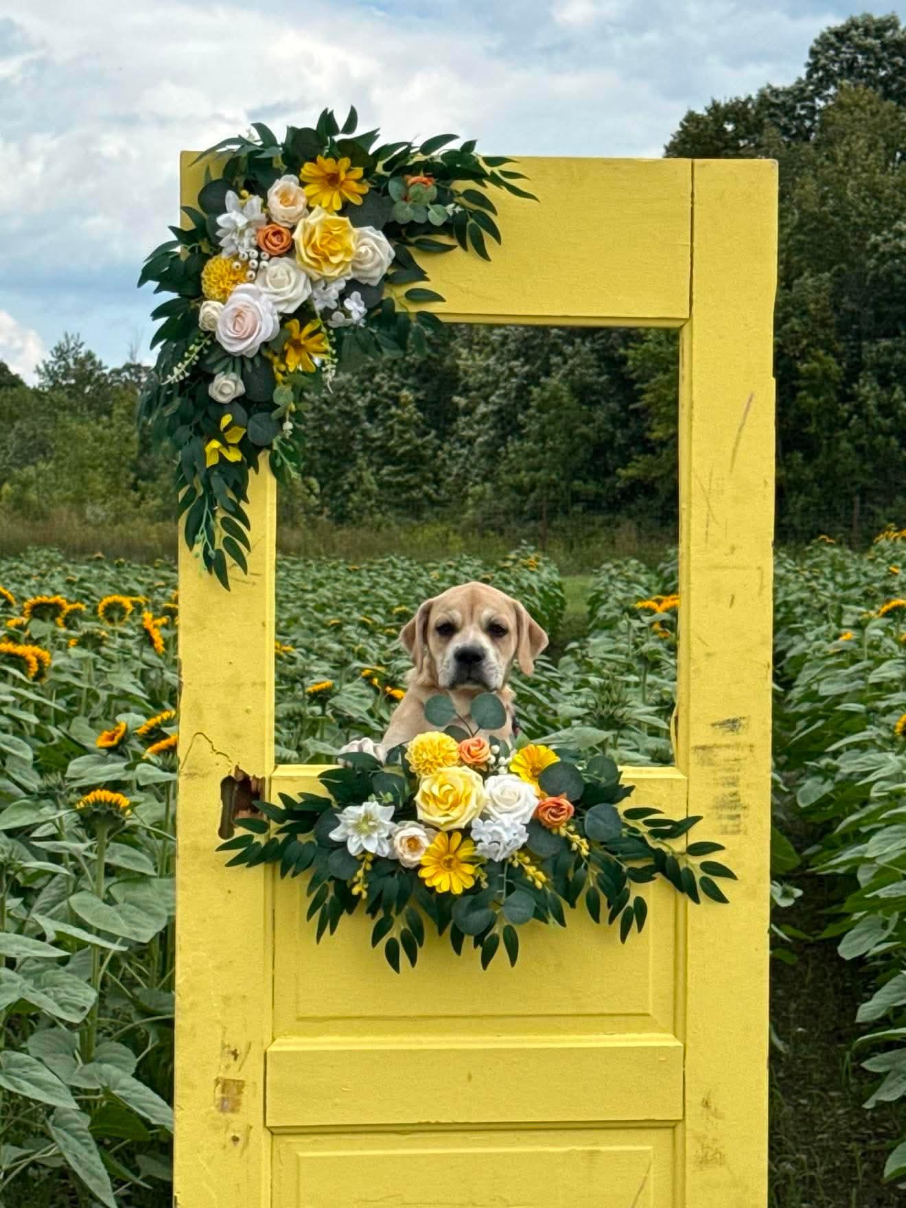 Fiddle, a Adoptable mixed breed in New Baltimore, MI image 1/6