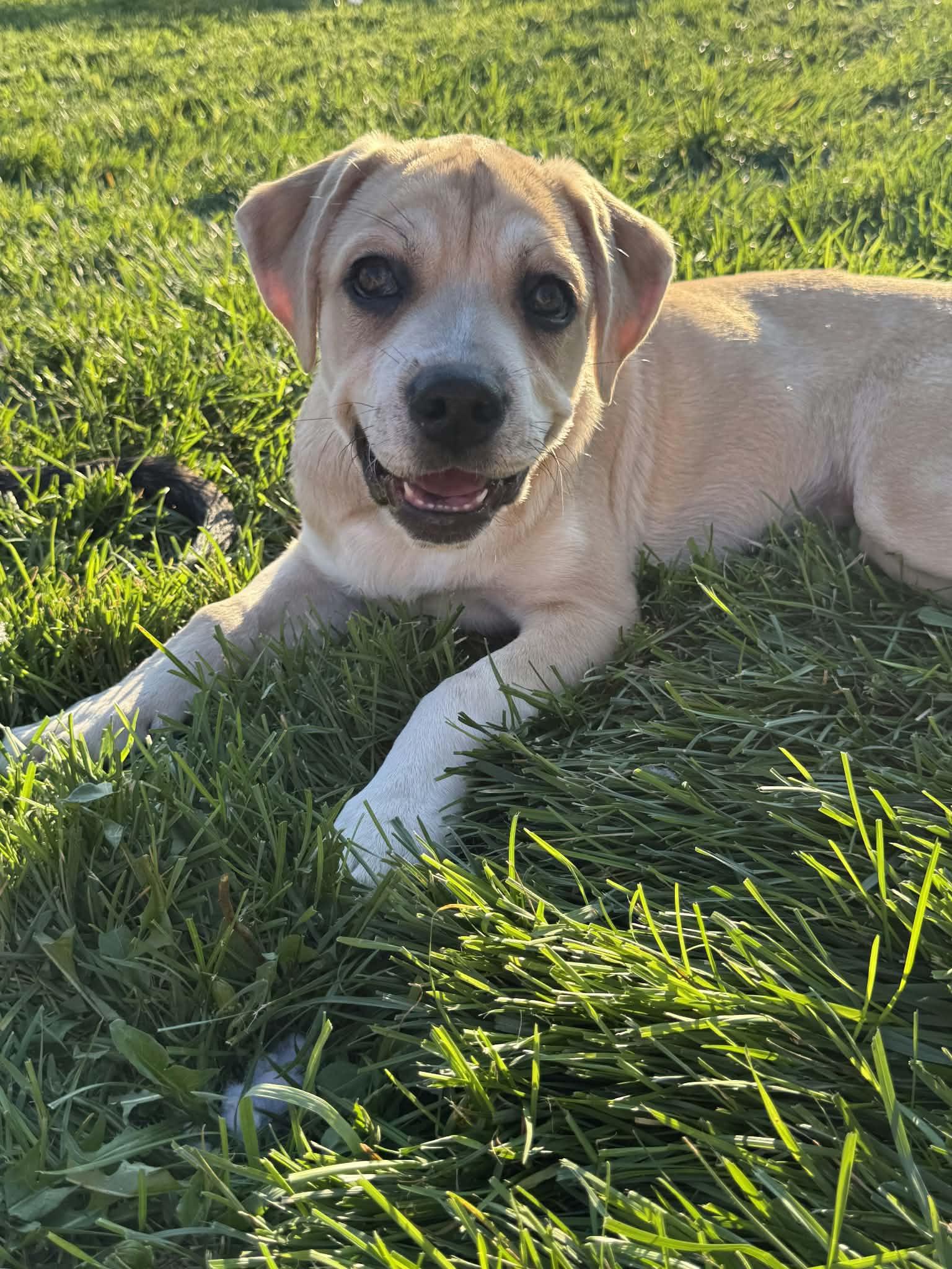 Fiddle, a Adoptable mixed breed in New Baltimore, MI image 4/6