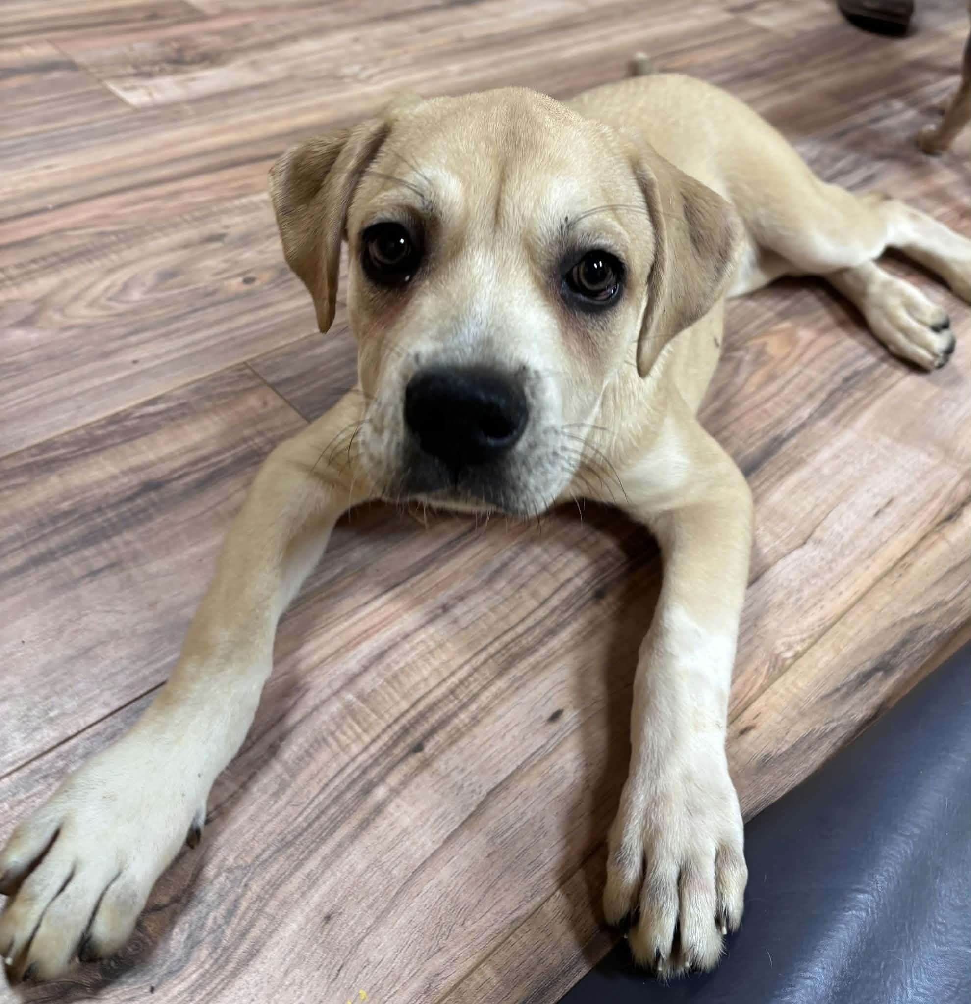 Fiddle, a Adoptable mixed breed in New Baltimore, MI image 2/6
