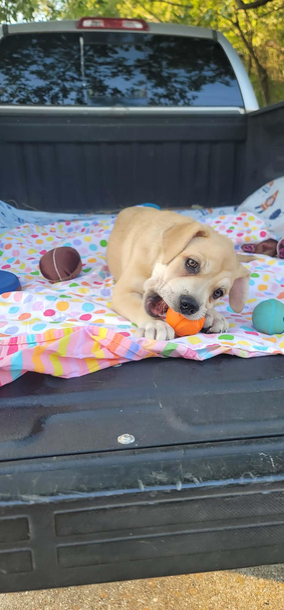 Fiddle, a Adoptable mixed breed in New Baltimore, MI image 5/6