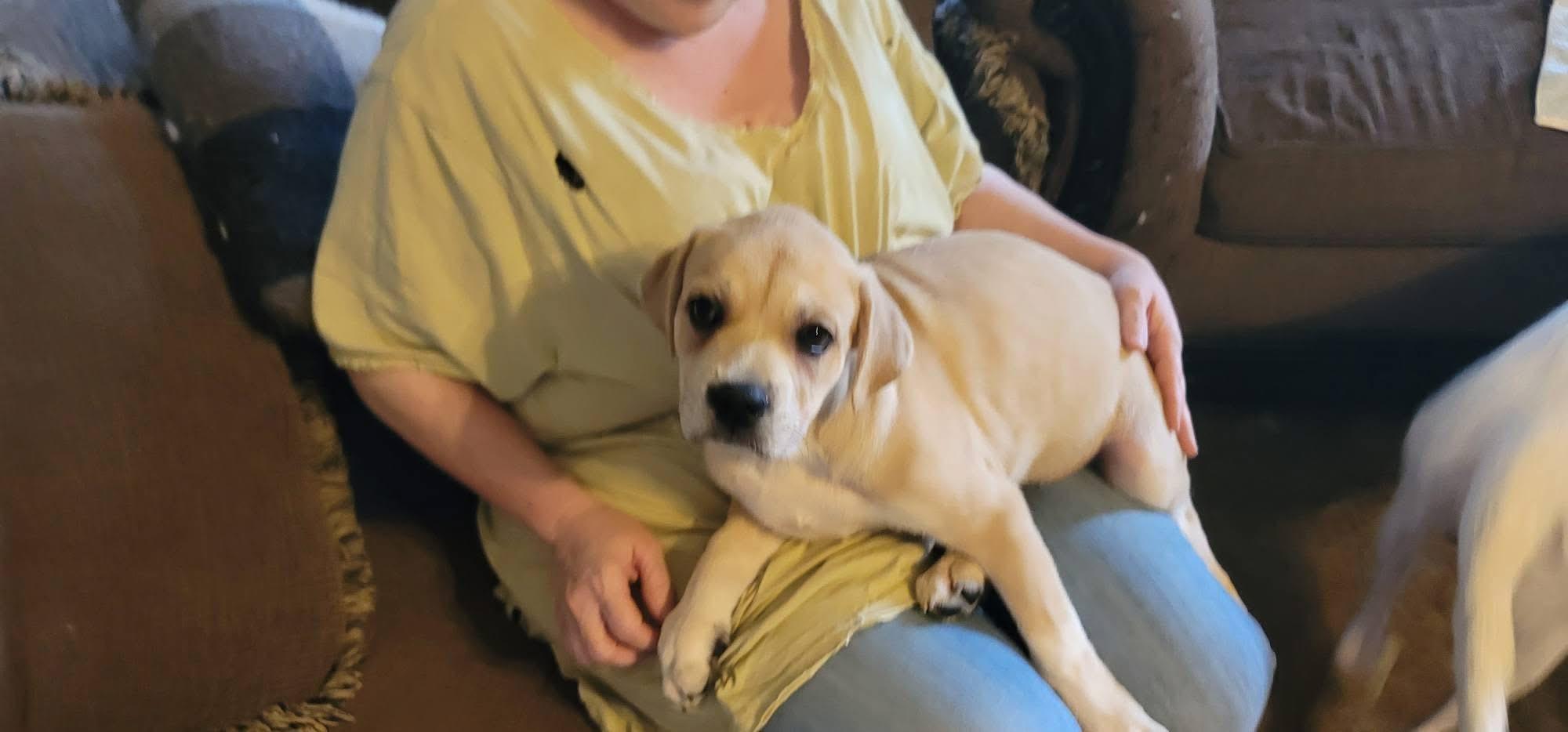 Fiddle, a Adoptable mixed breed in New Baltimore, MI image 6/6
