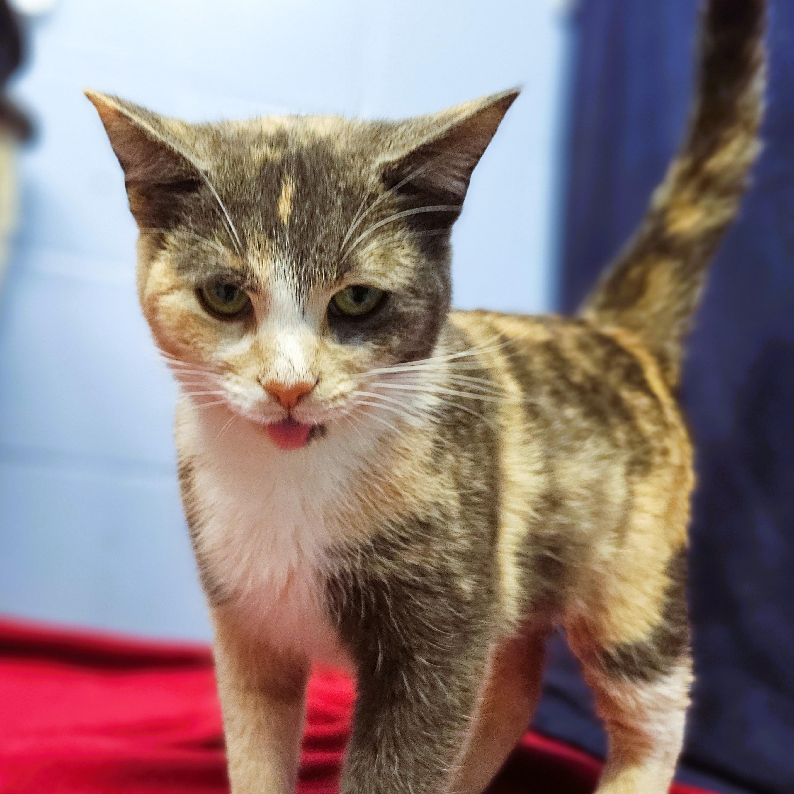 Enlarge Thea, a ADOPTABLE Domestic Short Hair in Lowell, AR image 2/4