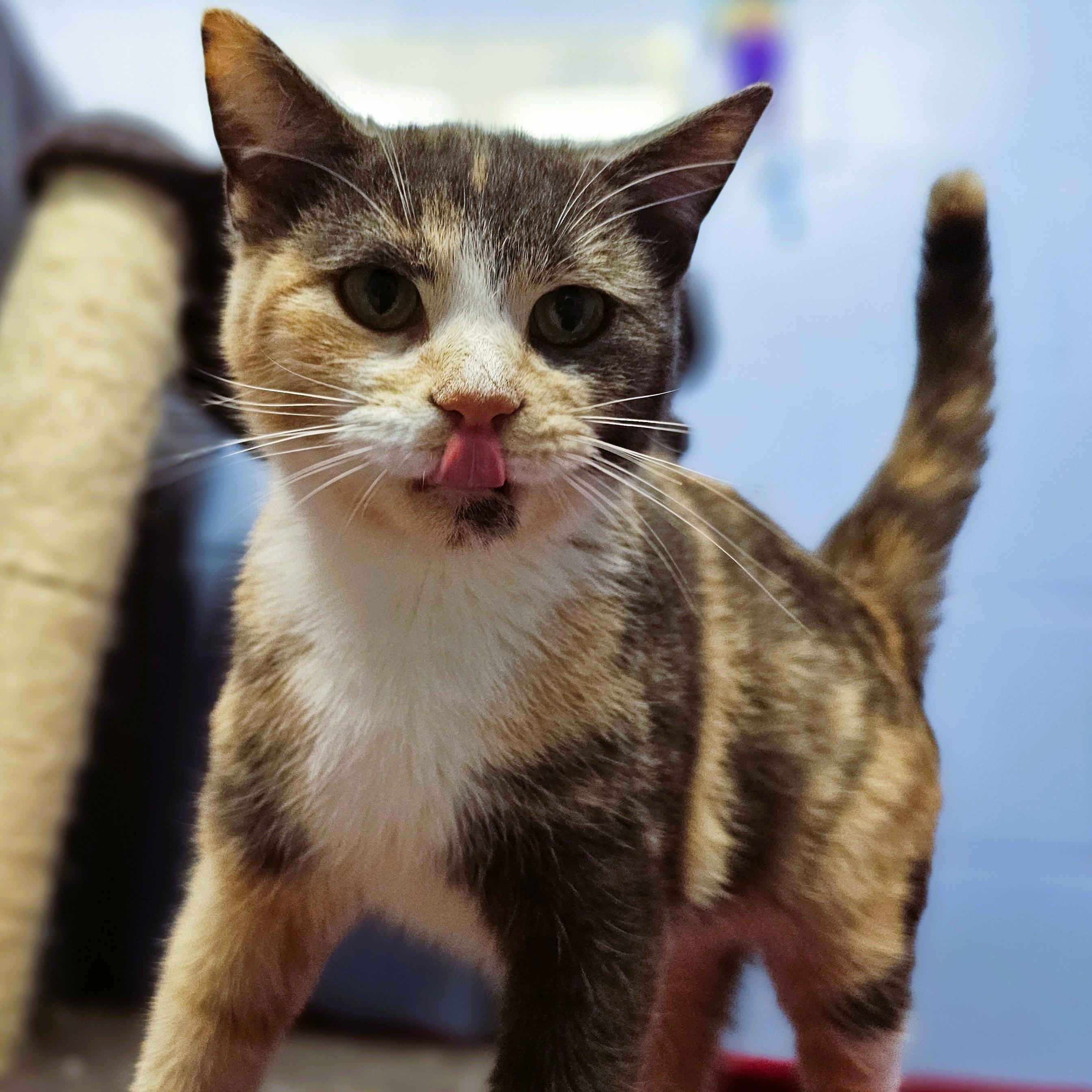 Enlarge Thea, a ADOPTABLE Domestic Short Hair in Lowell, AR image 3/4