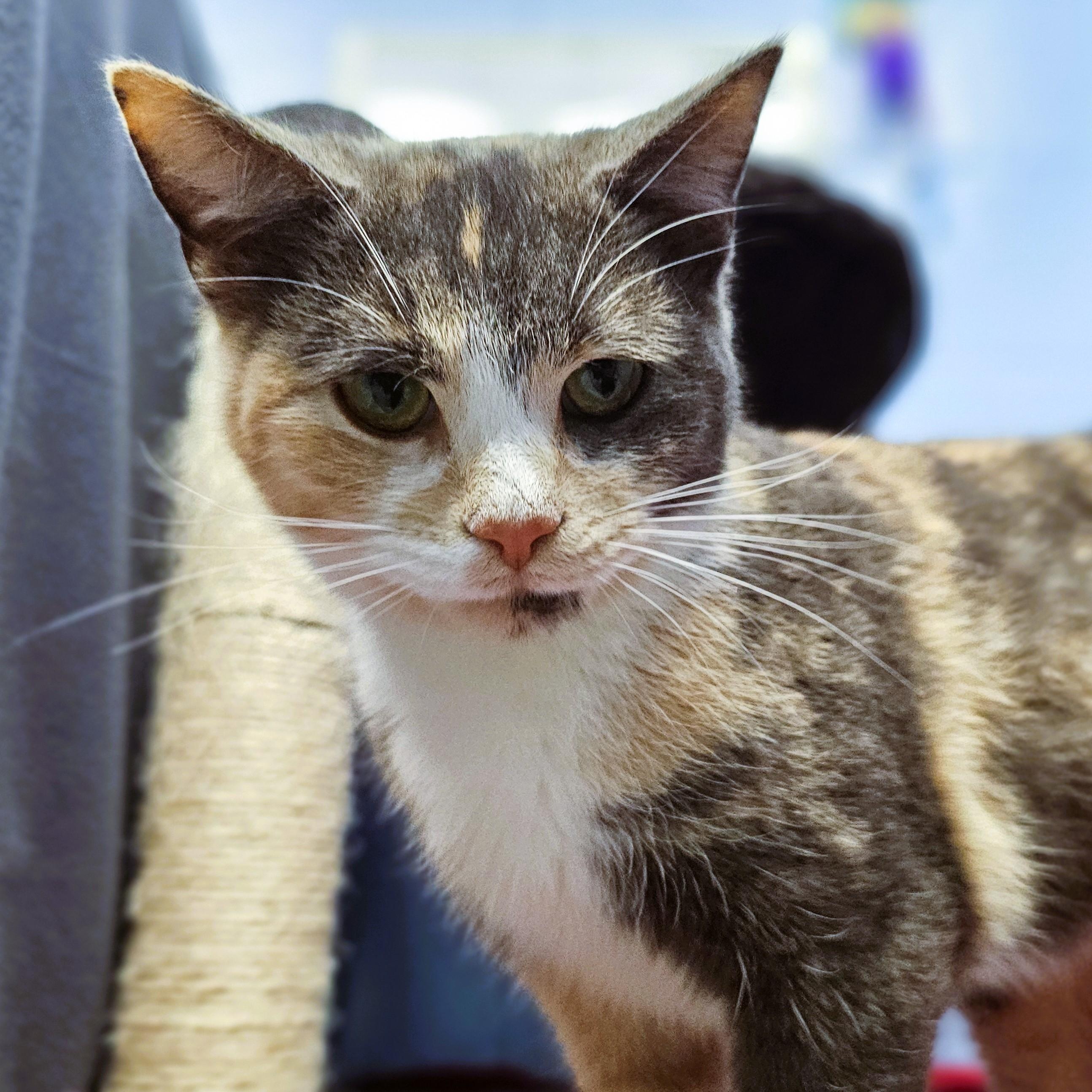 Enlarge Thea, a ADOPTABLE Domestic Short Hair in Lowell, AR image 4/4