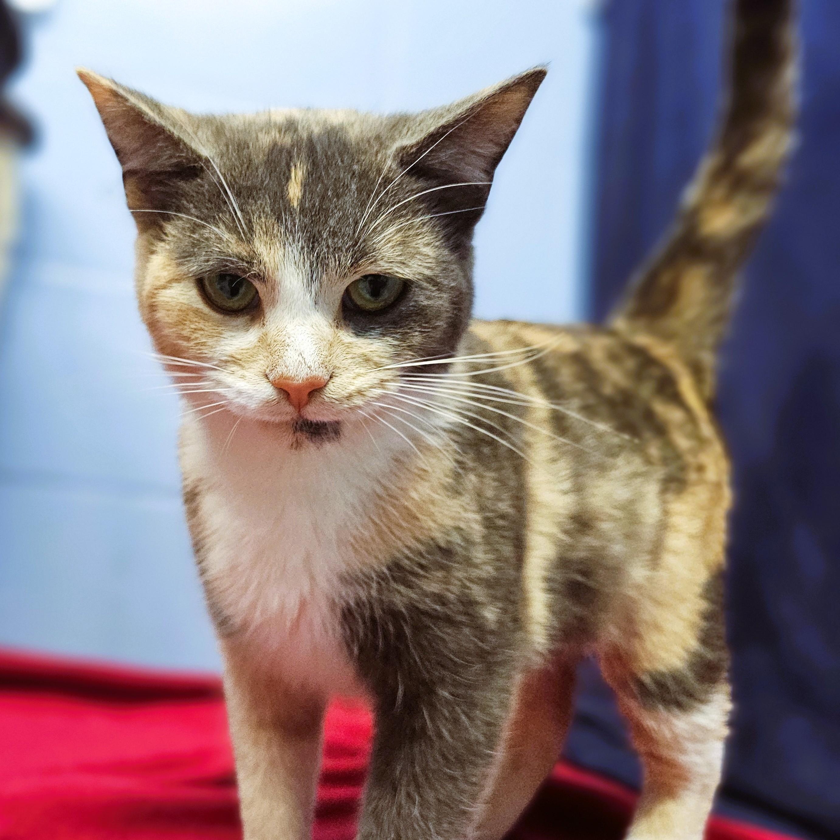 Thea, ADOPTABLE, Kitten Female Domestic Short Hair.