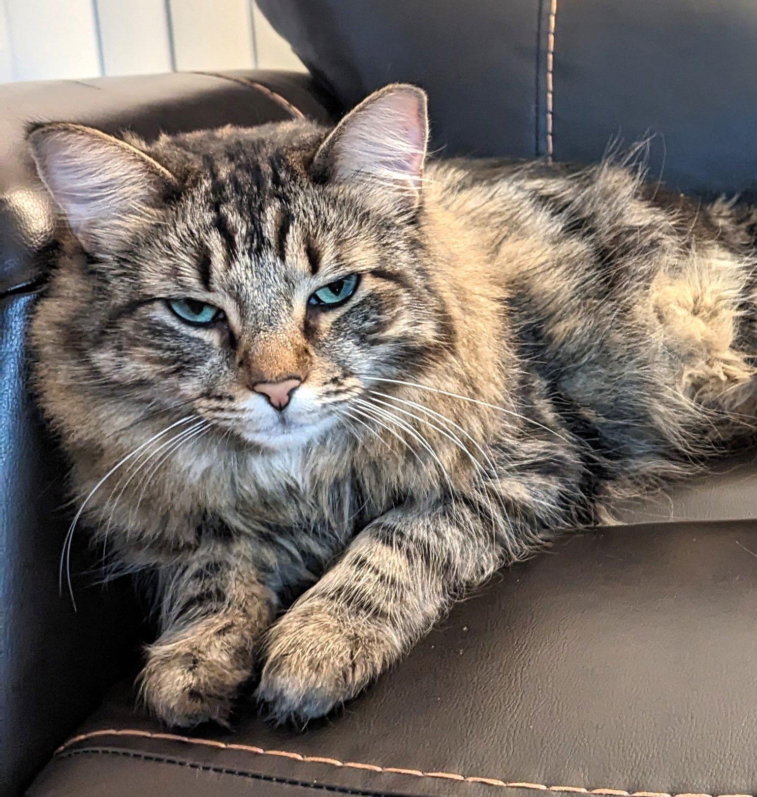 Enlarge Hazel (Bonded with Stormy), a Adopted mixed breed in Vacaville, CA image 2/3