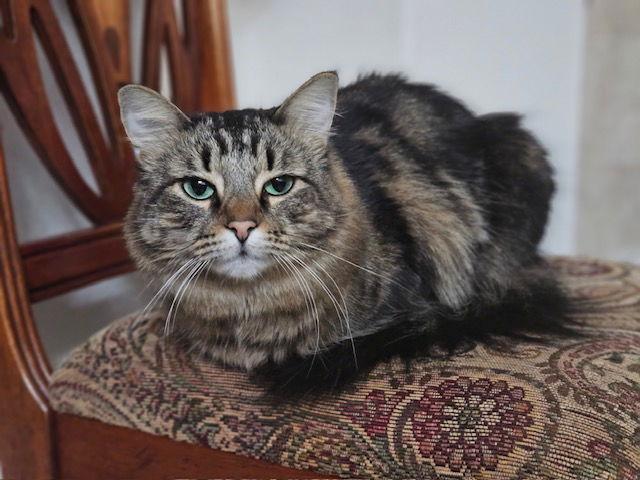 Enlarge Hazel (Bonded with Stormy), a Adopted mixed breed in Vacaville, CA image 3/3