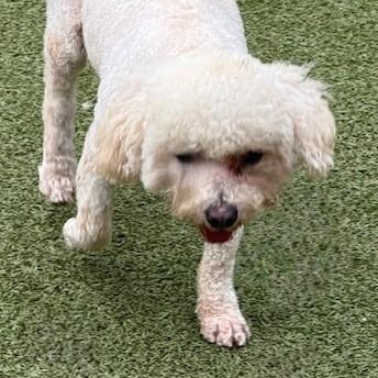 Enlarge NICHOLAS, a ADOPTABLE mixed breed in houston, TX image 2/6