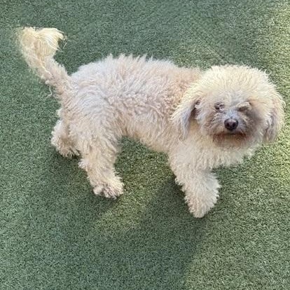 Enlarge NICHOLAS, a ADOPTABLE mixed breed in houston, TX image 5/6