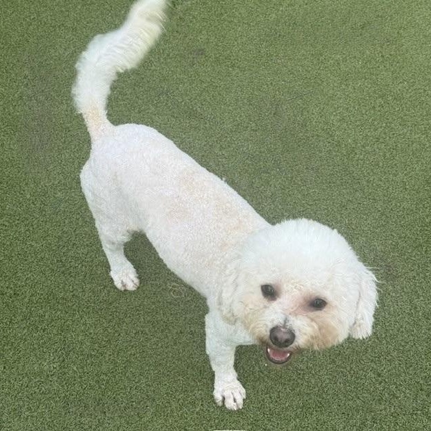 NICHOLAS, ADOPTABLE, Young Male Poodle.