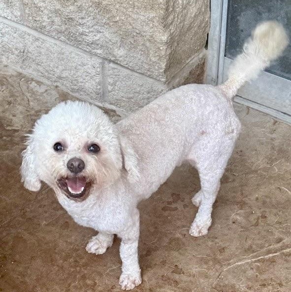 Enlarge NICHOLAS, a ADOPTABLE mixed breed in houston, TX image 4/6