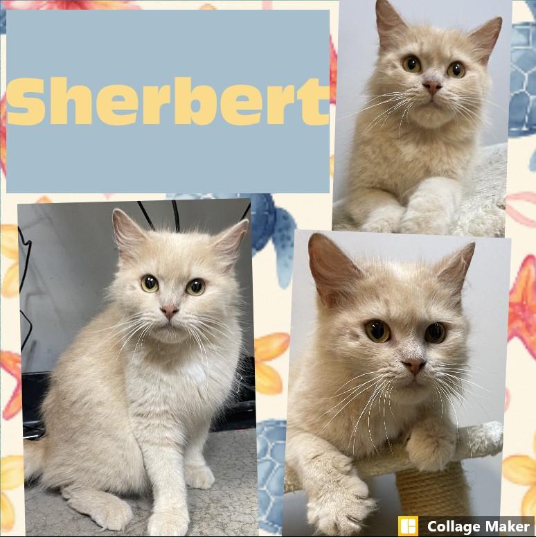 Enlarge Sherbert, a ADOPTABLE mixed breed in Clearfield, PA image 1/1
