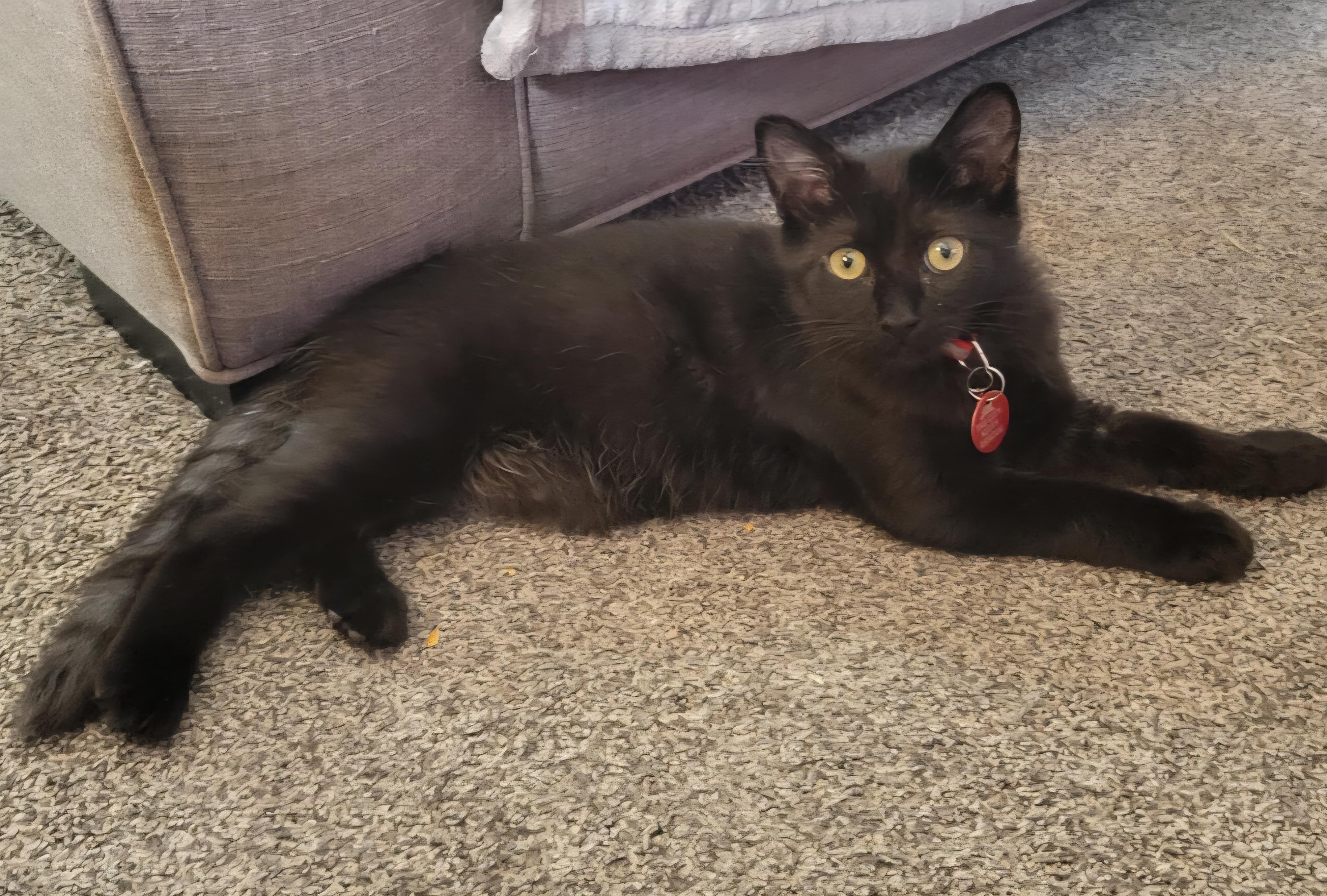 Triscuit, an adoptable Domestic Medium Hair in Pasco, WA, 99301 | Photo Image 2