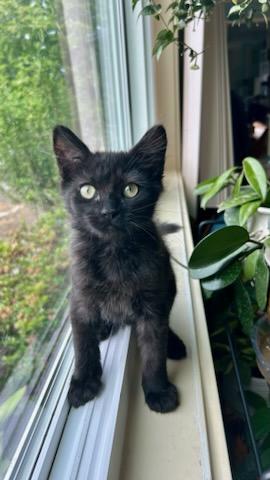 Triscuit, an adoptable Domestic Medium Hair in Pasco, WA, 99301 | Photo Image 4