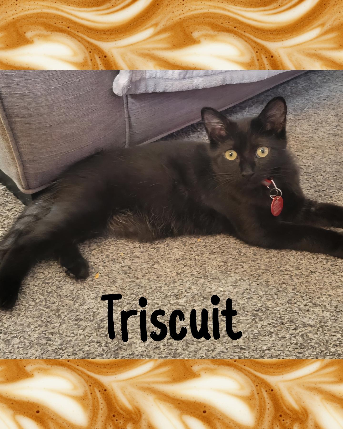 Triscuit, an adoptable Domestic Medium Hair in Pasco, WA, 99301 | Photo Image 1