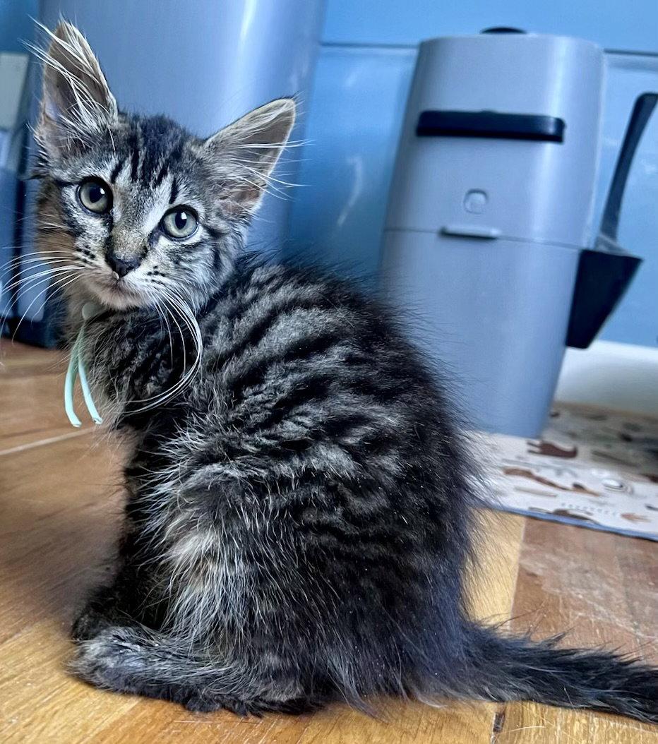 *Mash, Adoptable, Young Female Domestic Medium Hair & Tabby.