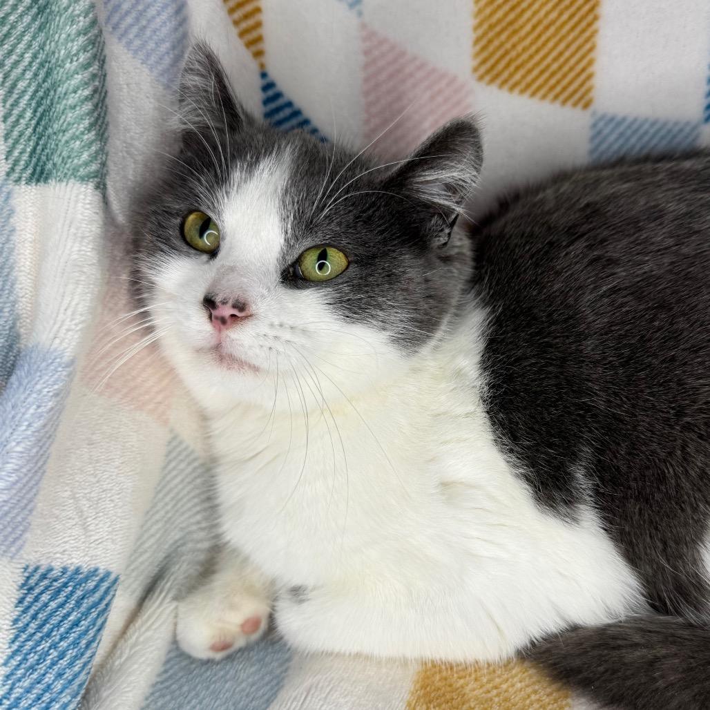 Enlarge Vesti, a Adoptable mixed breed in Mount Vernon, IL image 1/2