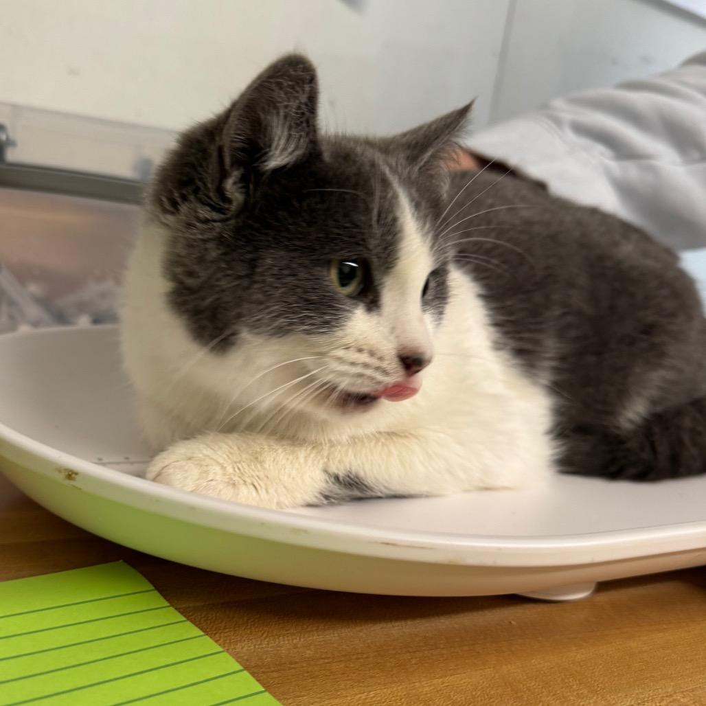 Enlarge Vesti, a Adoptable mixed breed in Mount Vernon, IL image 2/2