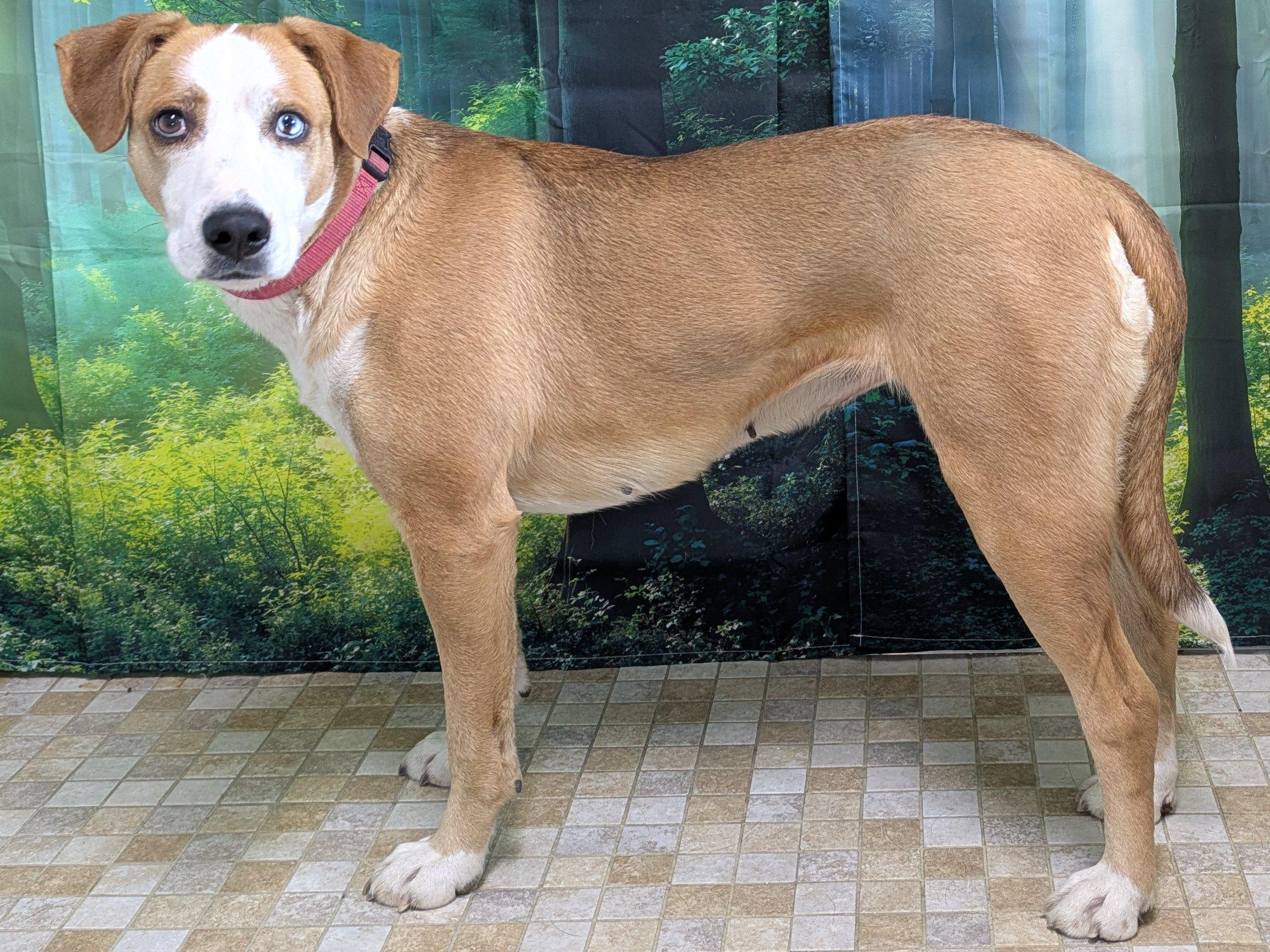 Enlarge Aldi, a Adoptable mixed breed in Republic, WA image 3/6