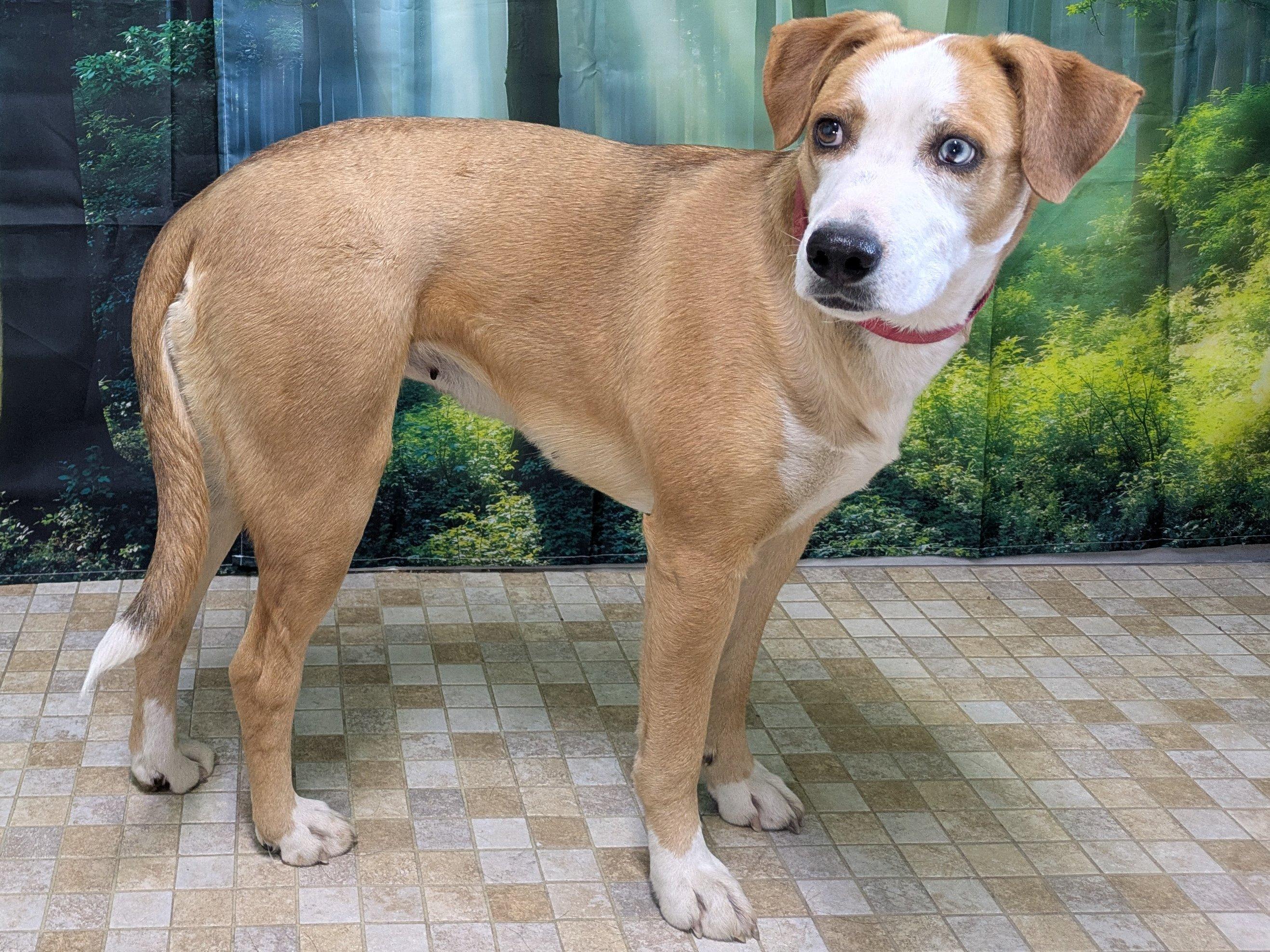 Enlarge Aldi, a Adoptable mixed breed in Republic, WA image 5/6