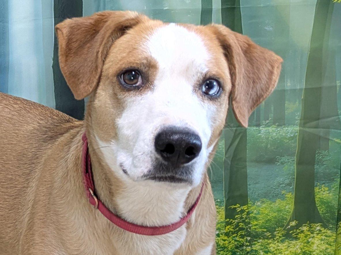 Enlarge Aldi, a Adoptable mixed breed in Republic, WA image 1/6