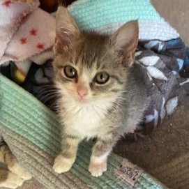 Rhiannon, adopted, Kitten Female Tabby.