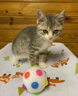 Rhiannon, an adopted Tabby in Southern Pines, NC image 3/4