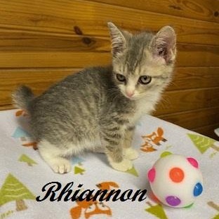 Rhiannon, an adopted Tabby in Southern Pines, NC image 2/4