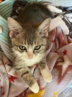 Rhiannon, an adopted Tabby in Southern Pines, NC image 4/4