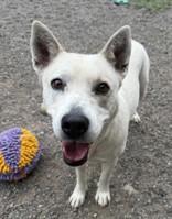 Cheyenne, ADOPTABLE, Adult Female Akita & Husky.