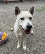 Enlarge Cheyenne, a ADOPTABLE mixed breed in Redmond, OR image 2/2