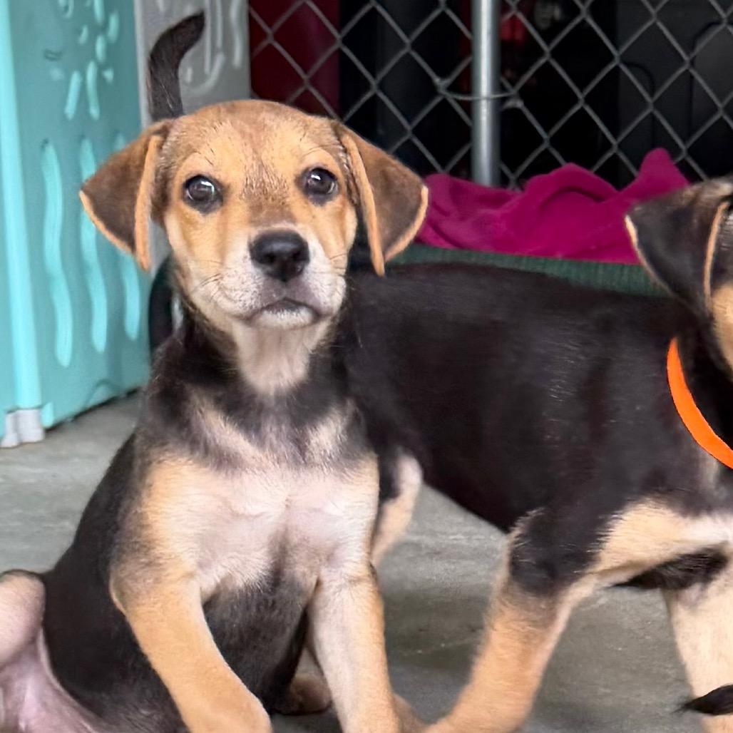 Jupiter, a Adoptable mixed breed in Sarasota, FL image 1/5