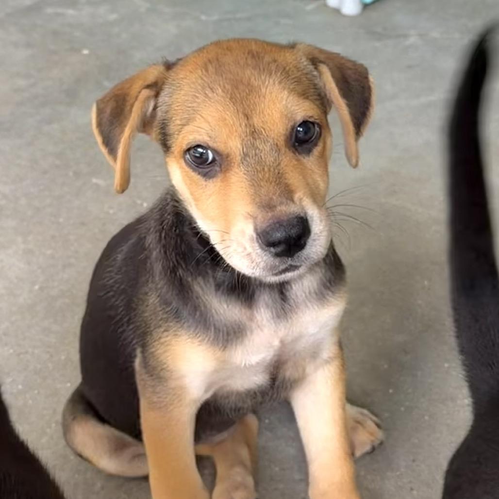 Jupiter, a Adoptable mixed breed in Sarasota, FL image 4/5
