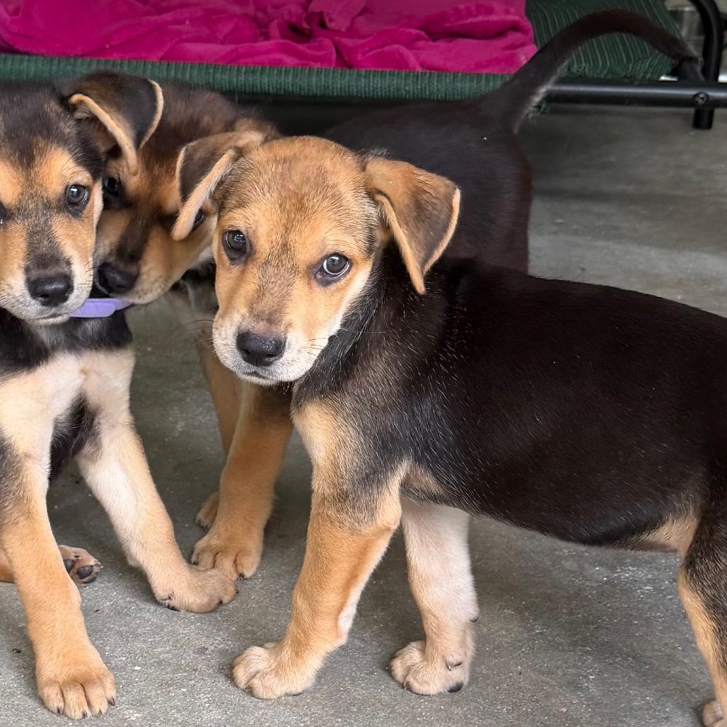 Jupiter, a Adoptable mixed breed in Sarasota, FL image 5/5
