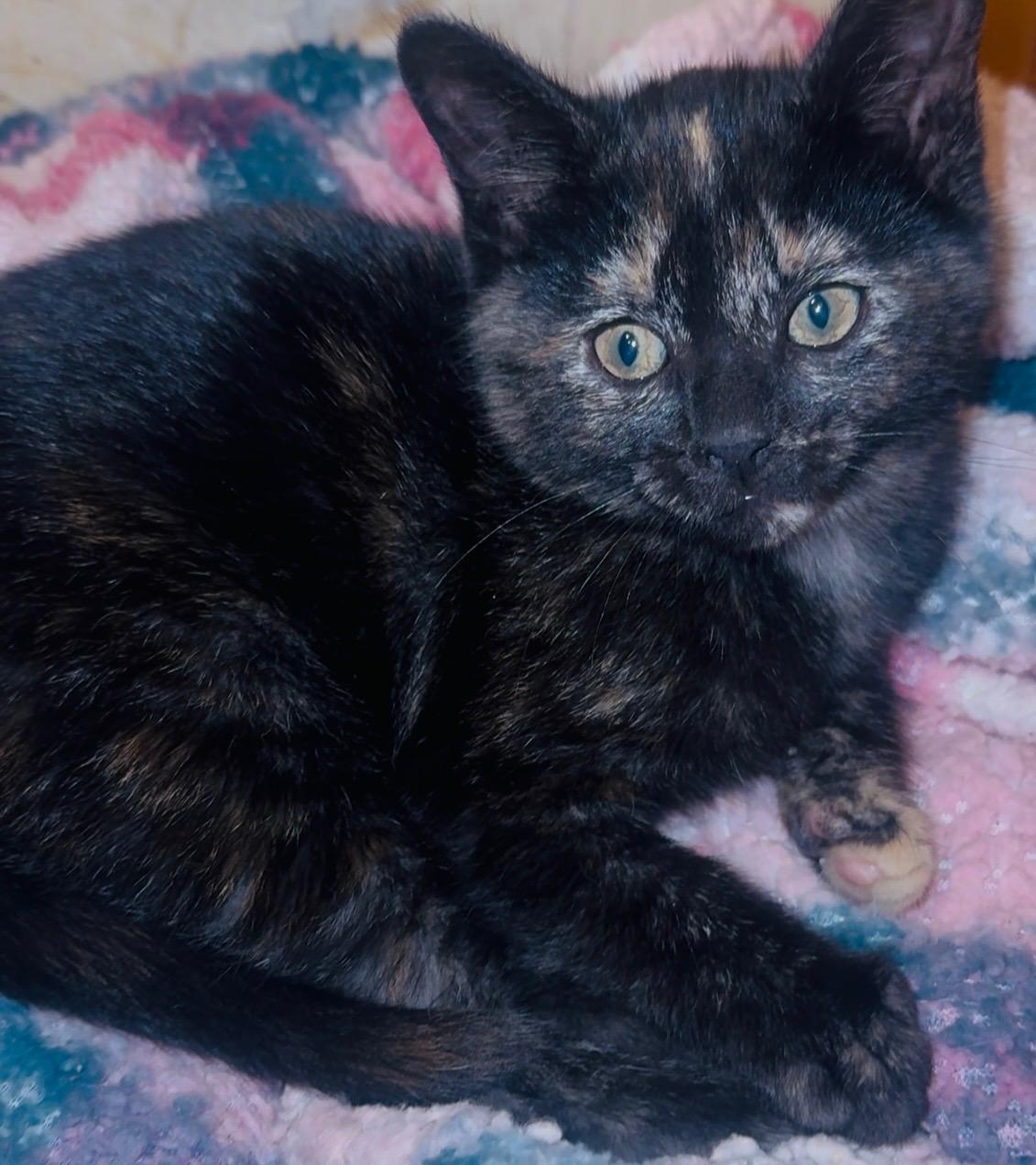 Enlarge Val, an adopted mixed breed in Palm City, FL image 2/5