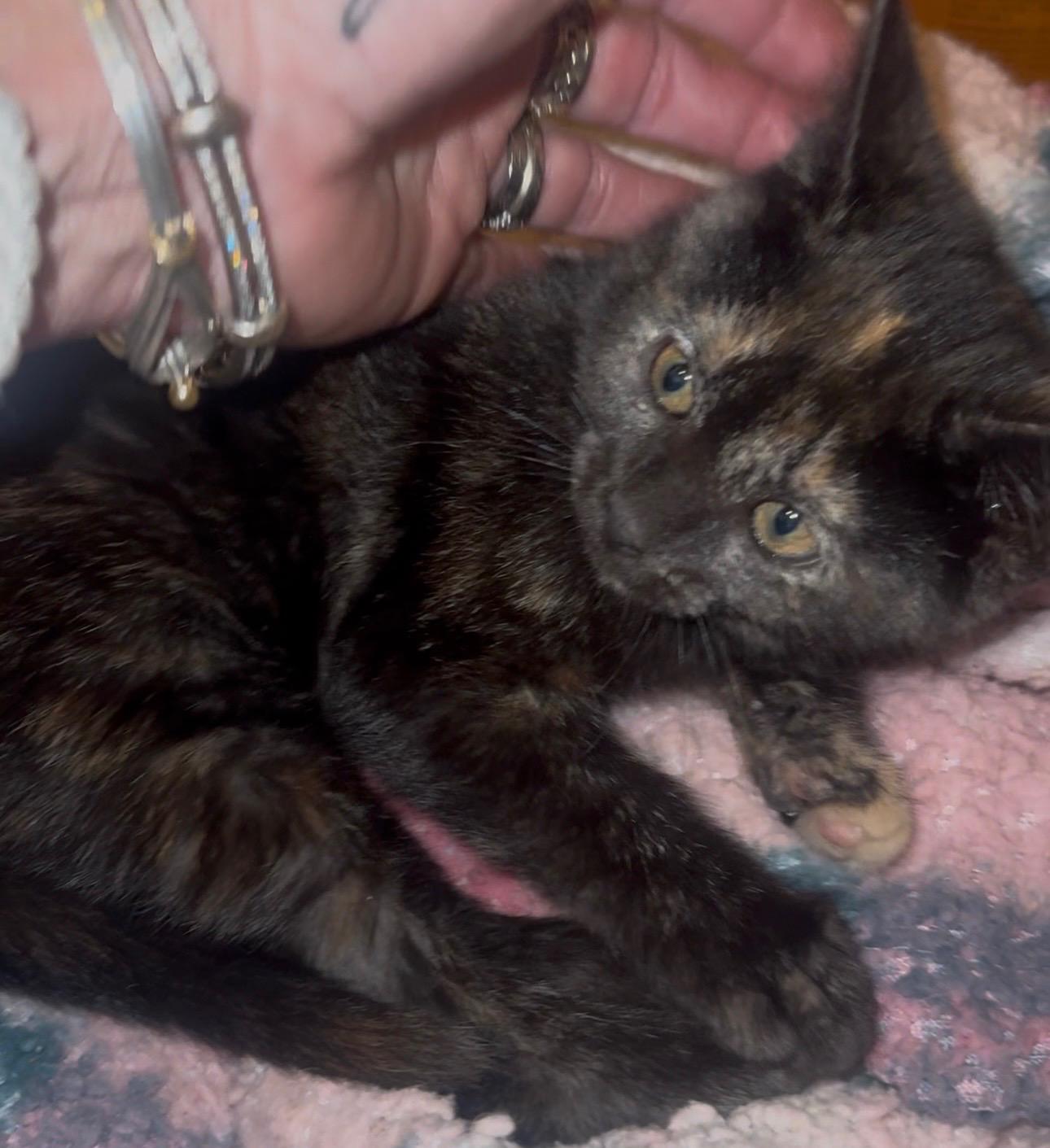 Enlarge Val, an adopted mixed breed in Palm City, FL image 4/5