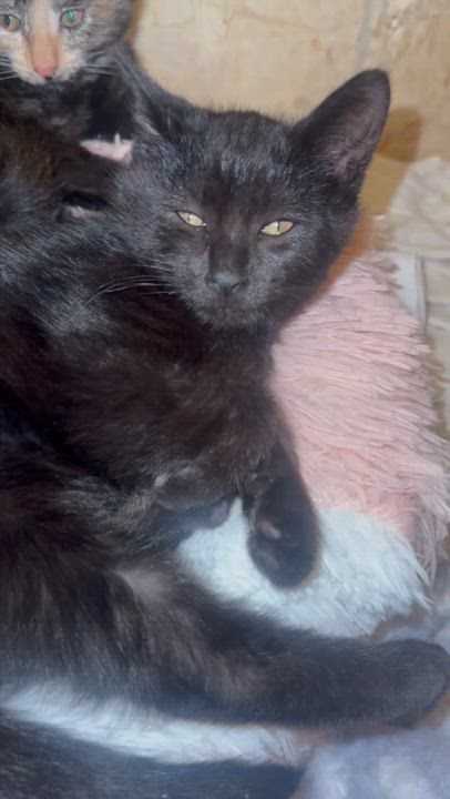 Enlarge Val, an adopted mixed breed in Palm City, FL video 5/5