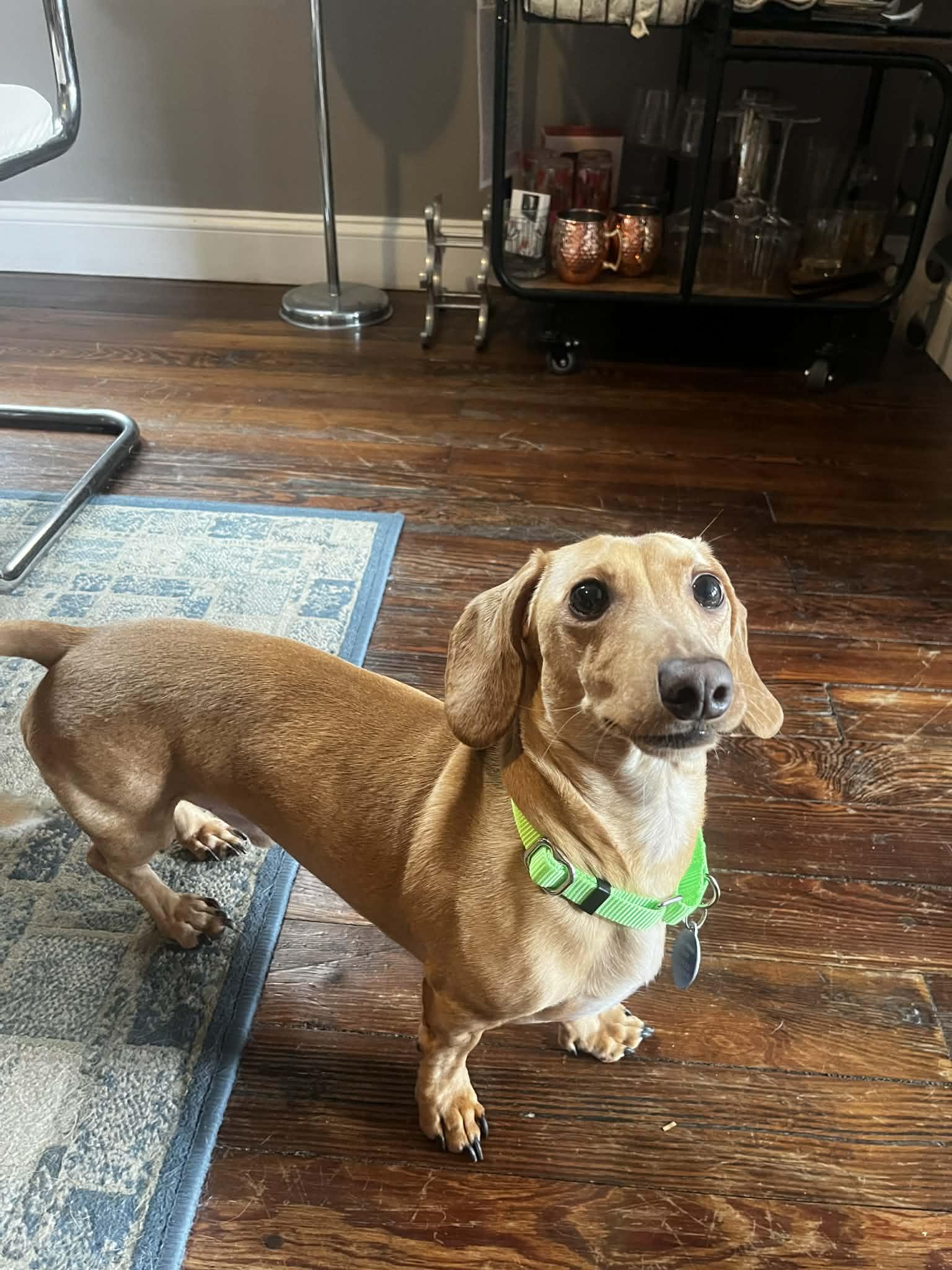 Louie, Adoptable, Adult Male Dachshund.