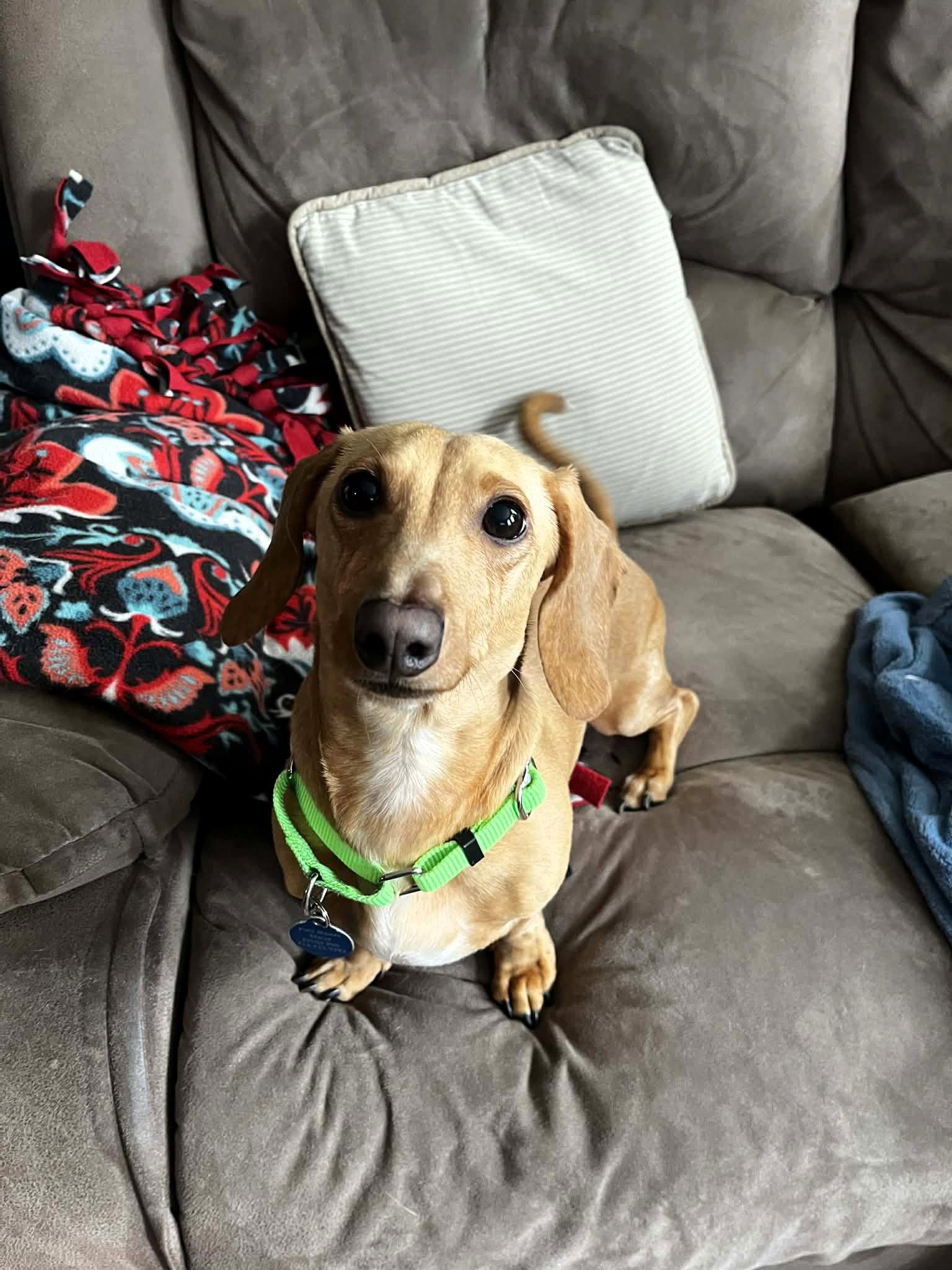 Enlarge Louie, a Adoptable Dachshund in Buffalo, NY image 2/3