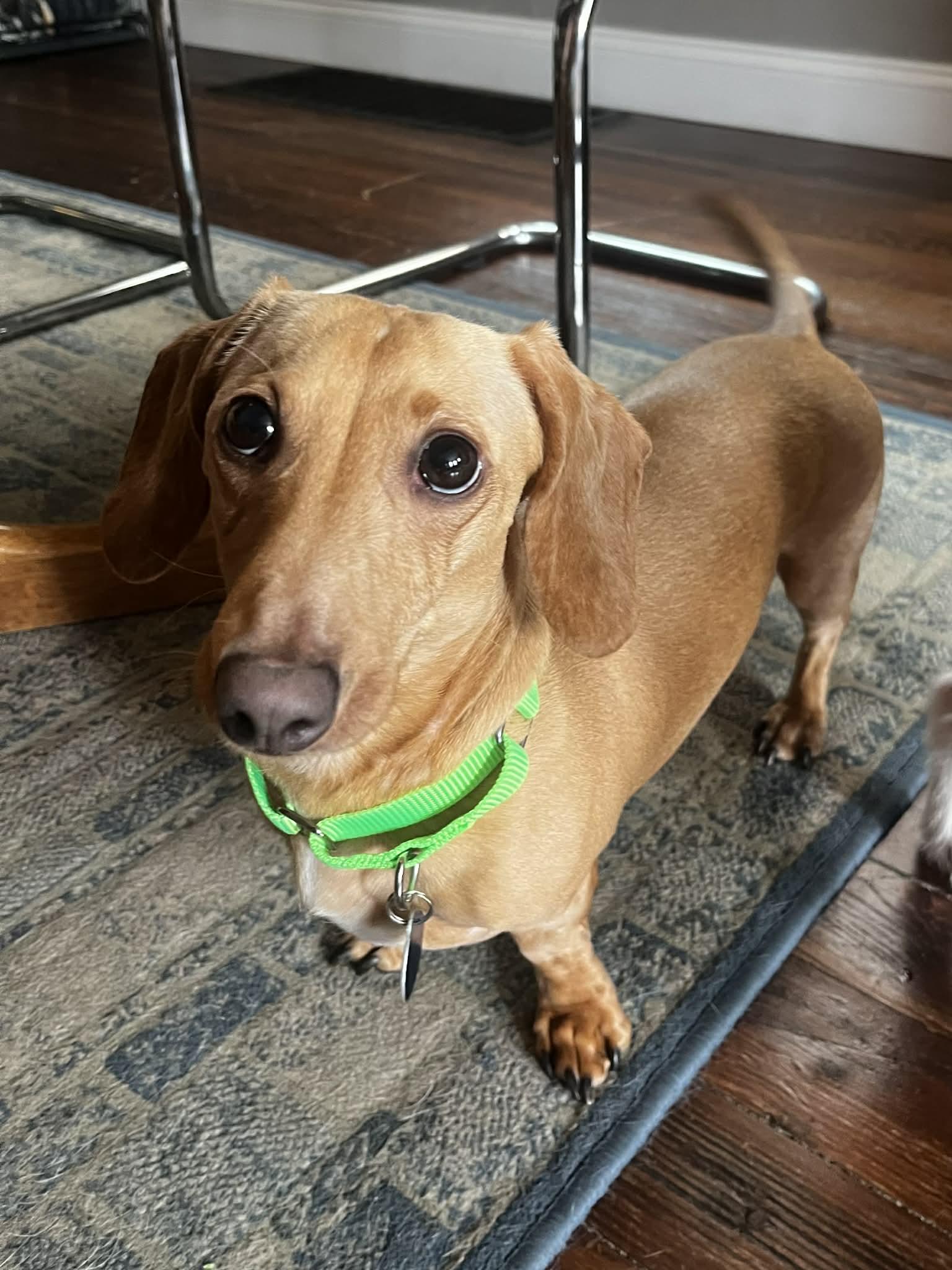 Enlarge Louie, a Adoptable Dachshund in Buffalo, NY image 3/3
