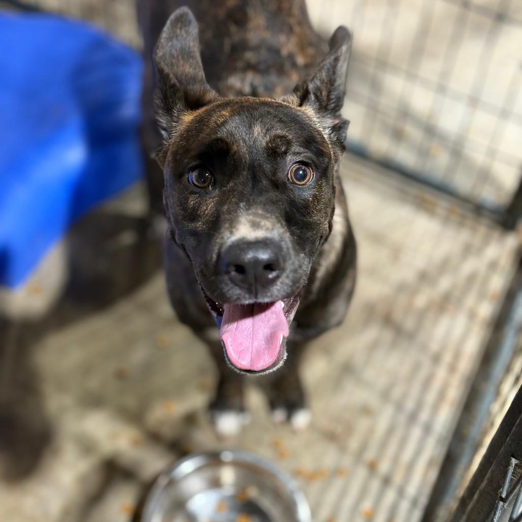Atrax, Adoptable, Young Male Dutch Shepherd.